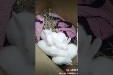very cute baby bunnies in the box