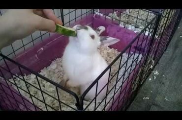 Extremely Cute Bunny Rabbit standing on hind legs