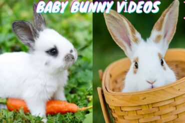 Funny Baby Bunny Rabbit Videos Compilation #1 | Cute Animals