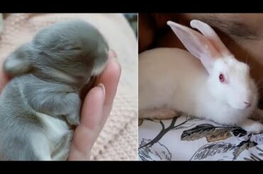 Funny and Cute Baby Bunny Rabbit Videos Baby Animal Video Compilation 2020 | #animalsvideos