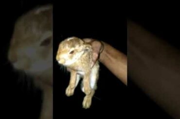Baby Rabbit