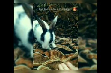 # cute rabbit # rabbit eating maggi # comedy #😂🤣