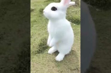 cute rabbit subscribe and like