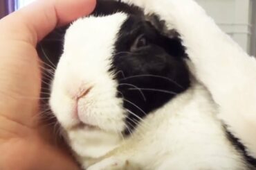 Rabbit 🐰 A Funny And Cute Bunny Videos Compilation [Funny Pets]