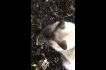Skipper eating a baby rabbit