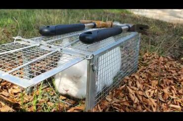My Cute Rabbit Julia Enjoying Herself In a Groundhog Cage