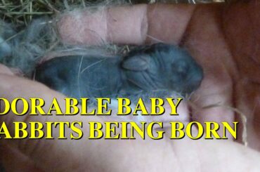 Rabbit giving birth to very cute baby Bunnies  - Adorable baby Bunnies being born ( 宝贝兔子 )