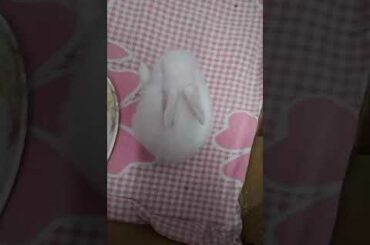 cute baby bunny sleeping