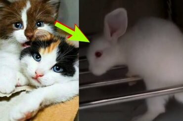 Cute baby animals Videos 2020 ! Part-19 । ANIMALS WORLD