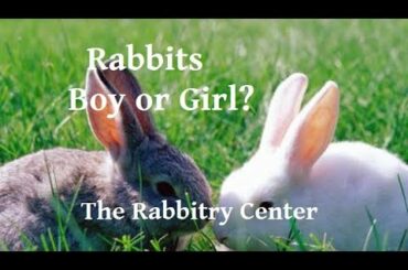 IS YOUR RABBIT MALE OR FEMALE?