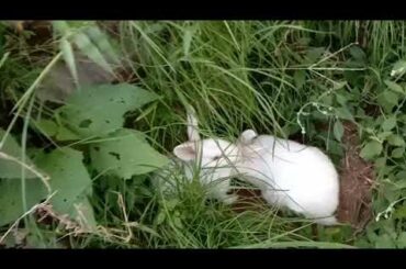 ★my cute rabbit★