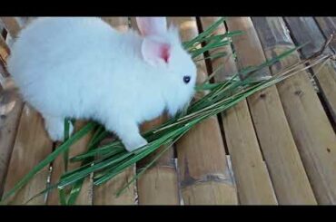 My Baby Bunny Super Cute😍