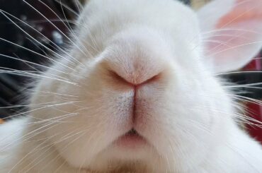 Isn't this the cutest bunny face?