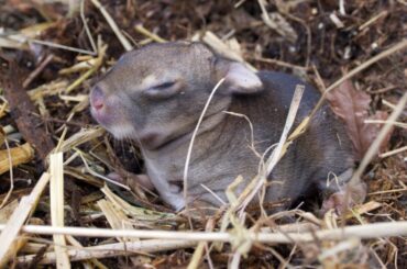Baby Rabbits in the Compost!  🐇 | Video Diary 4