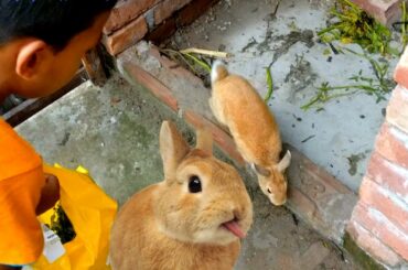 Funny Baby Bunny Rabbit Video | Boy Playing with Cute Rabbit