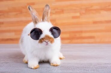 cute rabbit