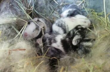 Little Jumping Beans (baby rabbits)
