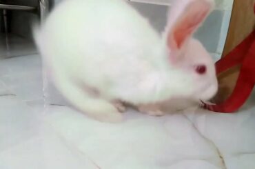 Cute Baby Animals Videos Compilation ! Cutest Moment Of The Animals ! Part-20 । ANIMALS WORLD
