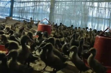 Funny baby Ducks | Super cute and Funny Ducks