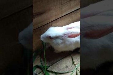 Cute rabbit