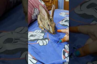 Wild baby rabbit funny
