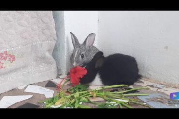 Fun Bunnies | Cute Rabbits Playing