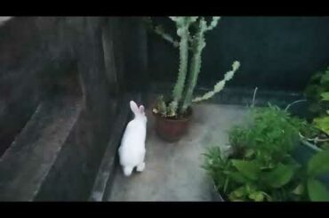 Cute Baby Rabbit is playing Hide and seek