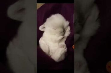 funny baby / Bunny rabbit😍 complication ( cut baby rabbit)