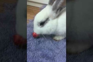 Baby Bunny Lino Eats A Strawberry!