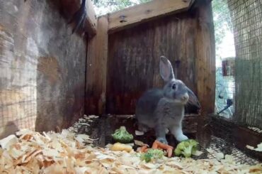 Rabbit Interrupted by Chicken, while he eats Broccoli