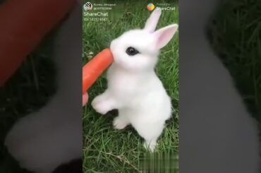 cute rabbit 🤗🤗🤗🤗🌹🌹🌹🌹💝💝💝💝👄