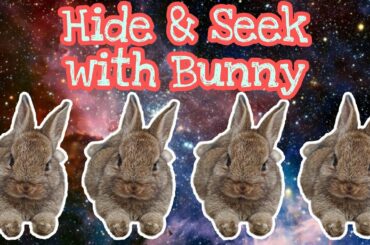 ADORABLE BUNNY PLAYS HIDE AND SEEK WITH OWNER | SO FUNNY & CUTE VIDEO (KELINCI BERMAIN PETAK UMPET)