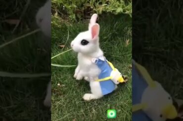 cute rabbit whatsapp  status
