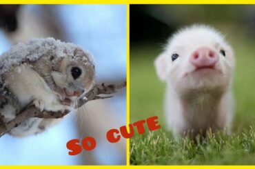 Cute baby Animals videos compilation cutest momento of the animal - veryy cute