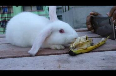 Cute Bunny Eats Banana | Funny Rabbit