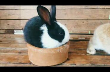 Blue eye rabbit | Rock bunny