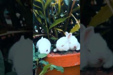 #cute rabbit | animals | CUTE ❤️😍 🥰 RABBIT | BEAUTIFUL ANIMALS