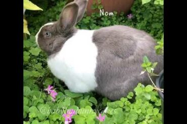 Cute bunny eating in the garden
