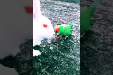 Cute bunny ।। parrot ।। tiktok