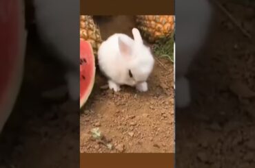such a cute rabbit 😘😘😘😘😘