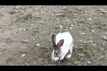 cute rabbit @Sanchi stupa