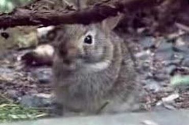wild baby bunny eats