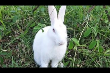 my bunny in the garden hopping around eating grass