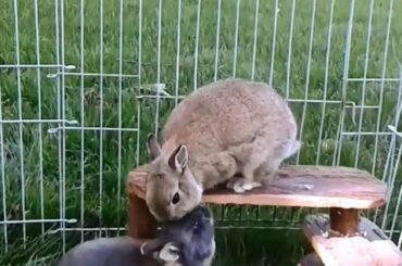 Netherland dwarf rabbits being cute