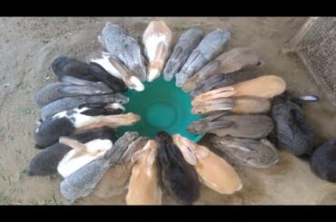 #youtubeshorts cute Funny Rabbit Drinking Water