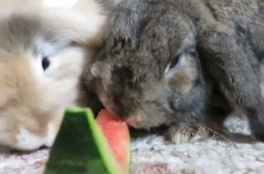 BUNNIES EATING WATERMELON!!