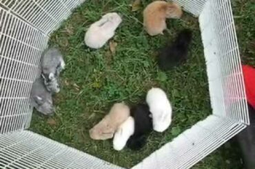 Baby English Angora Rabbits