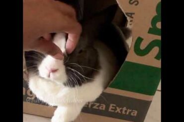 Cute bunny chillin in her favorite box