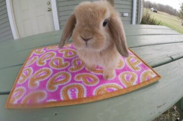 Holland Lop Bunny Playdate December 2015