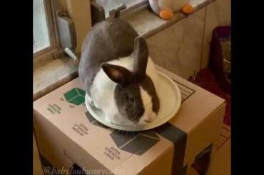 Cute bunny chillin on top her favorite box